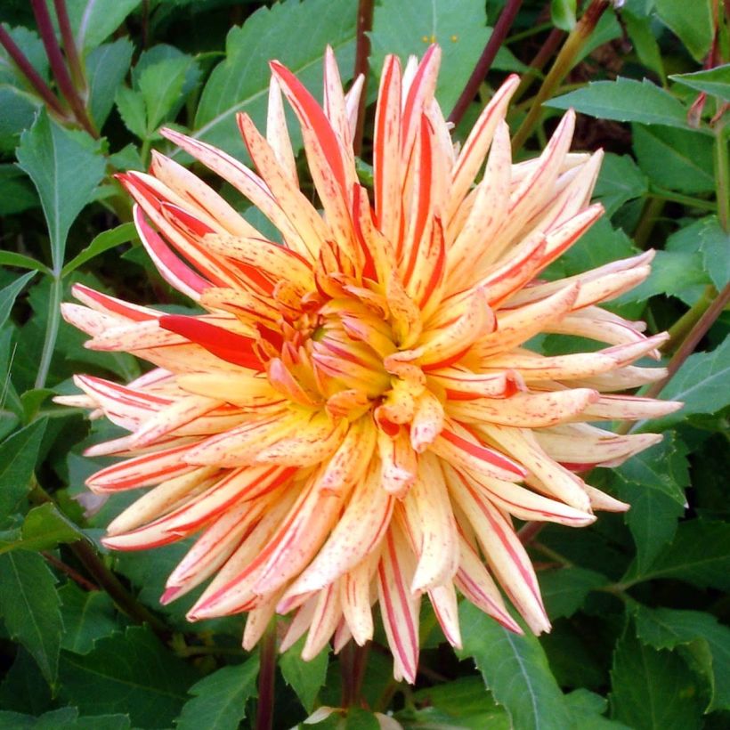 Dahlia Saint Saens (Flowering)