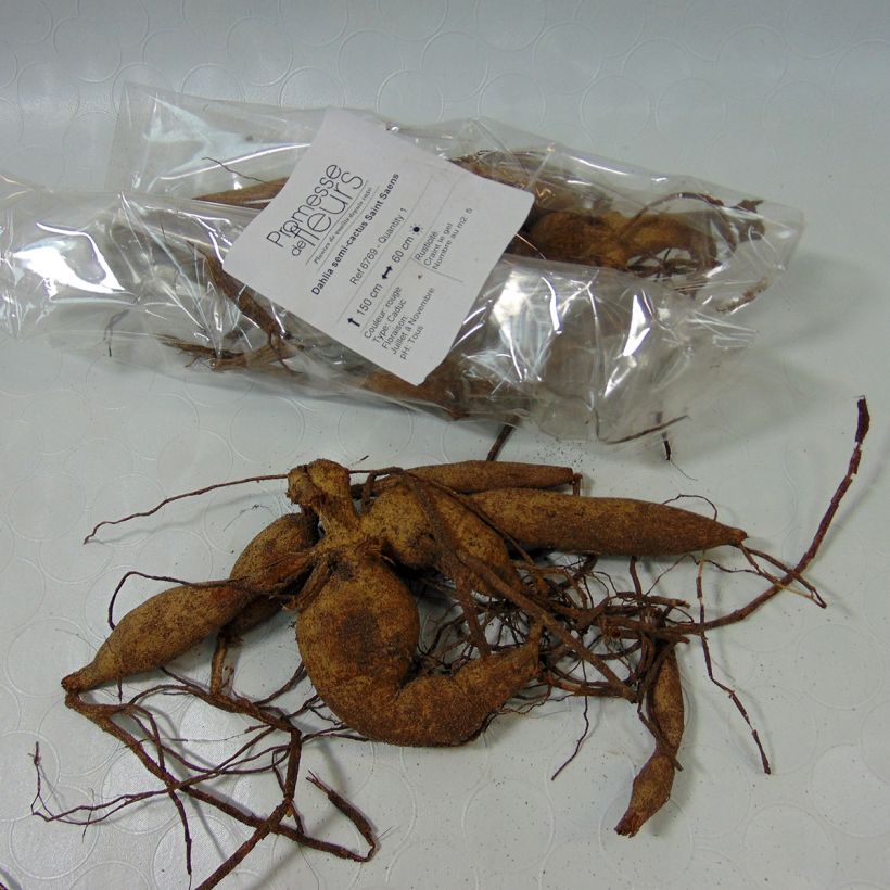 Example of Dahlia Saint Saens Bulb size I specimen as delivered