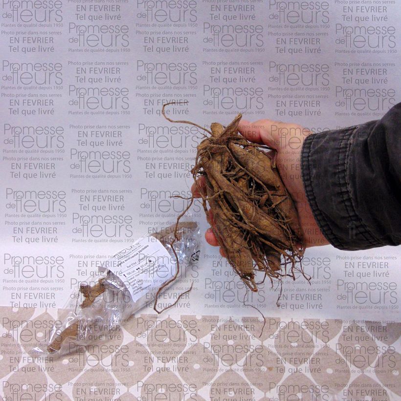 Example of Dahlia Veritable Bulb size I specimen as delivered
