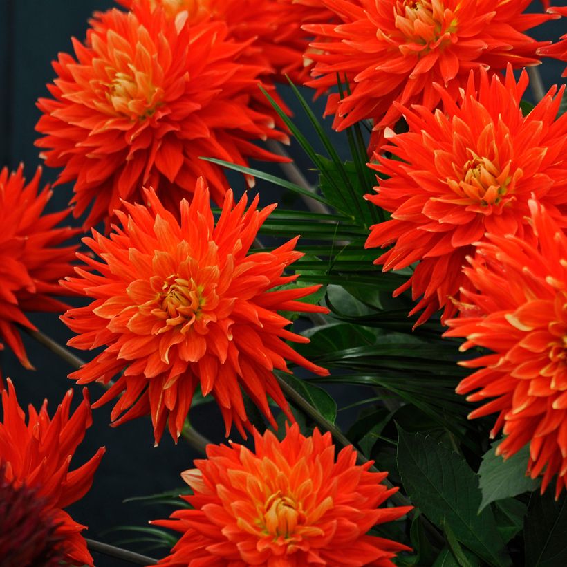 Dahlia Vulcan (Flowering)