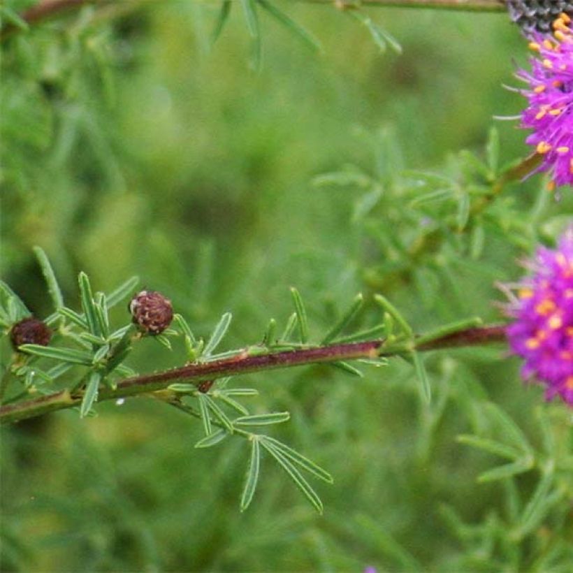 Dalea purpurea Stephanie (Foliage)