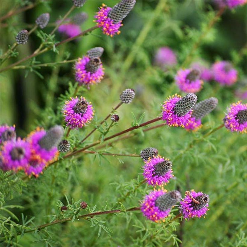 Dalea purpurea Stephanie (Flowering)