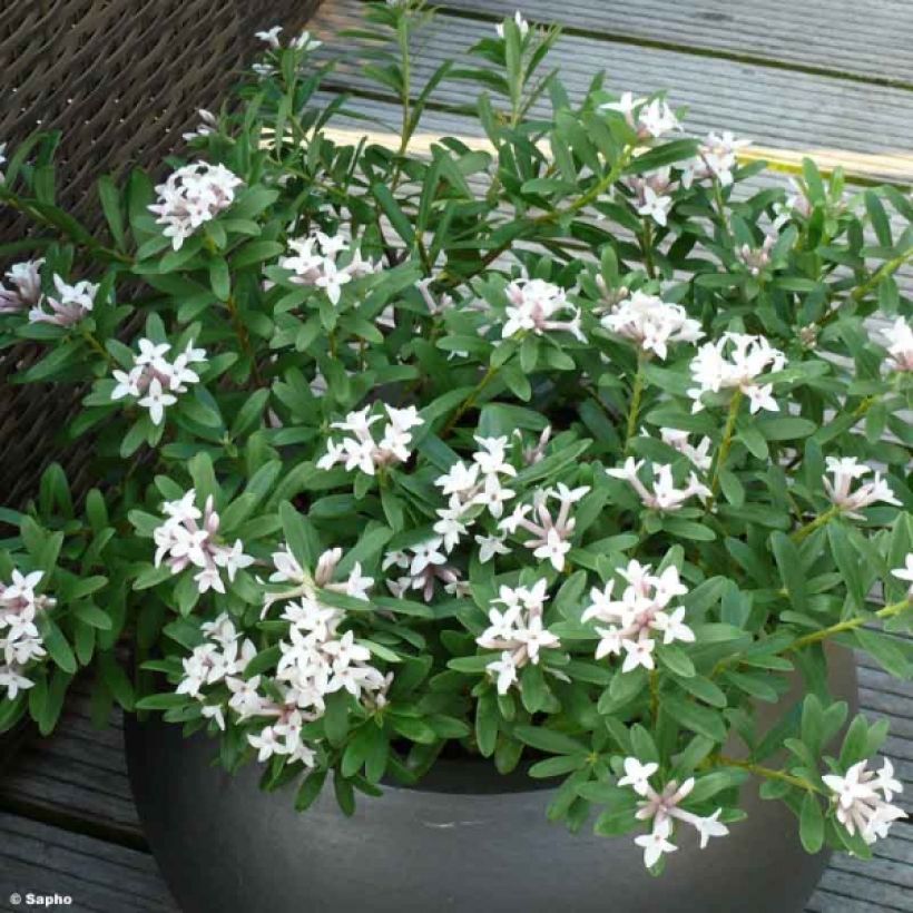 Daphne transatlantica Eternal Fragrance Blafra (Plant habit)