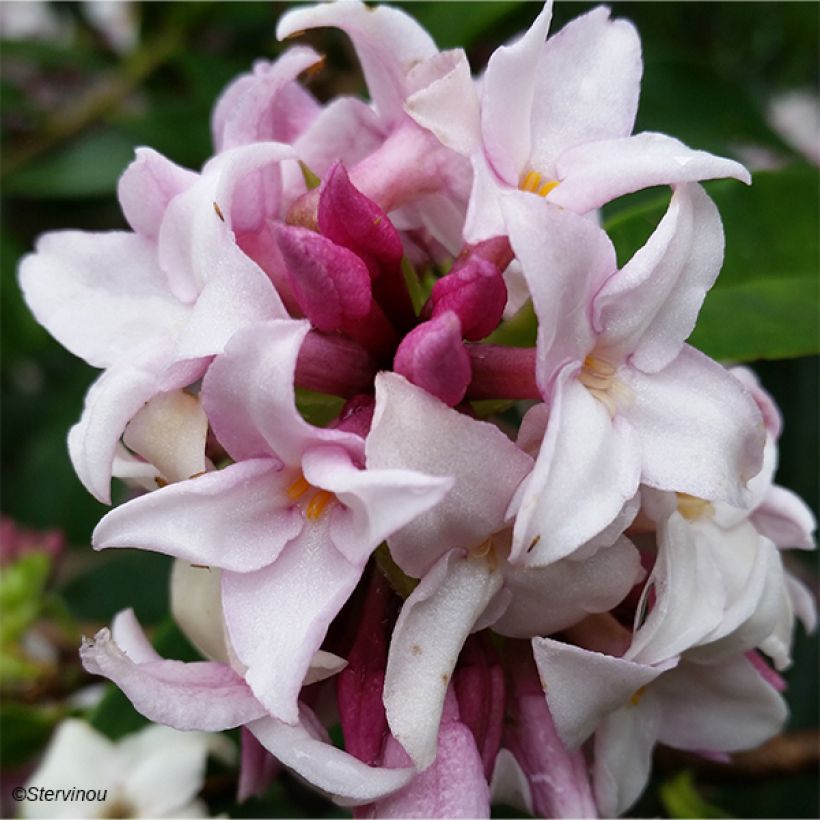 Daphne Perfume Princess (Flowering)