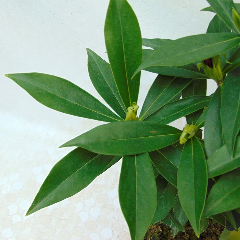 Daphne Perfume Princess (Foliage)