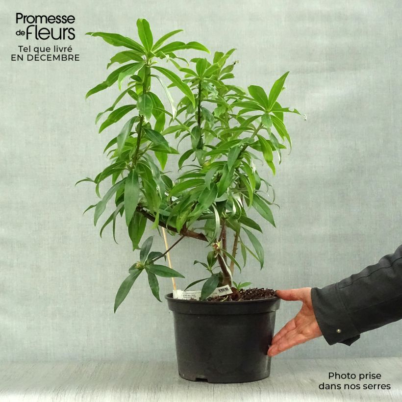 Daphne Perfume Princess 7.5L/10L pot sample as delivered in winter