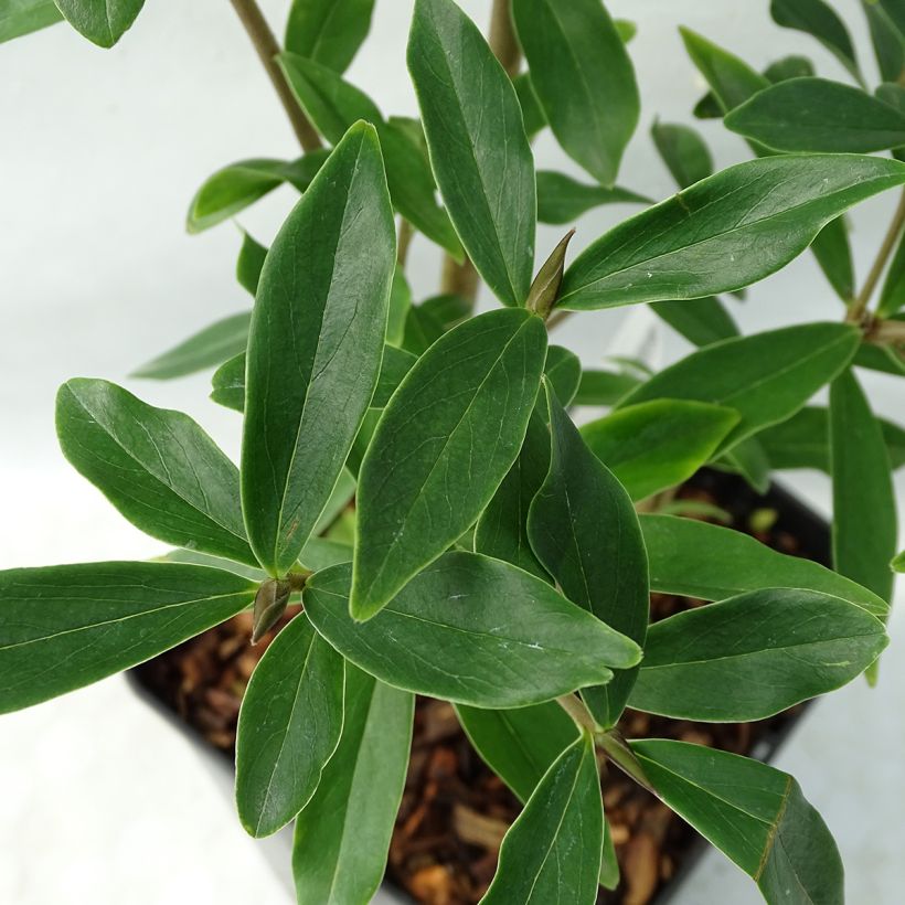 Daphne bholua Spring Beauty (Foliage)