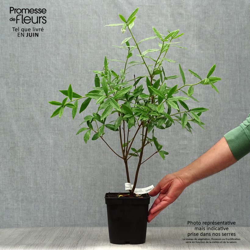 Daphne bholua Spring Beauty 4L/5L pot sample as delivered in summer