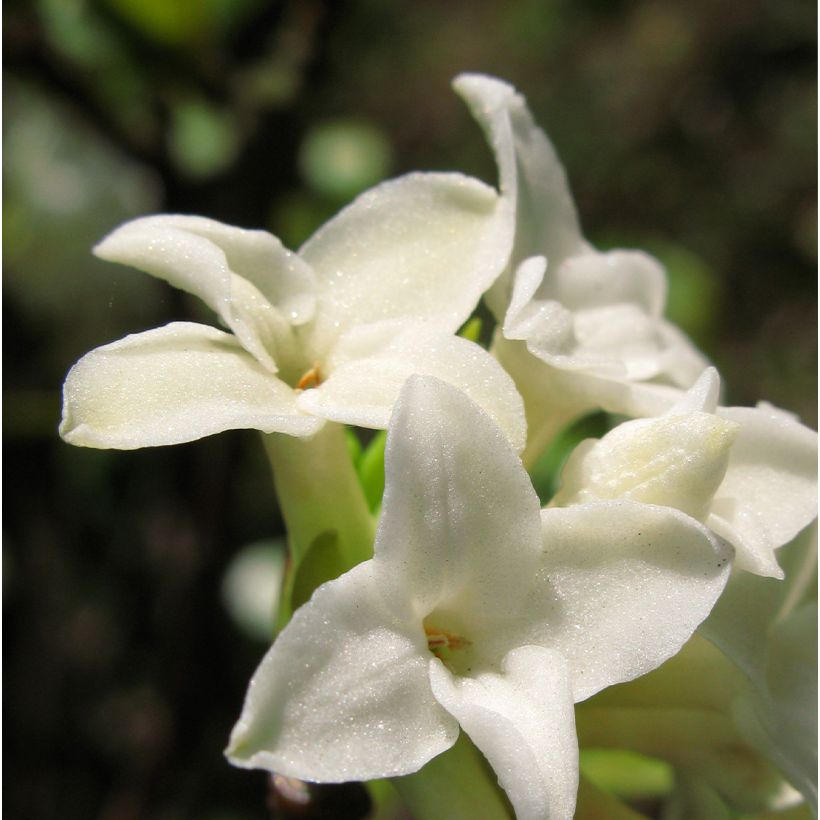 Daphne White Queen (Flowering)