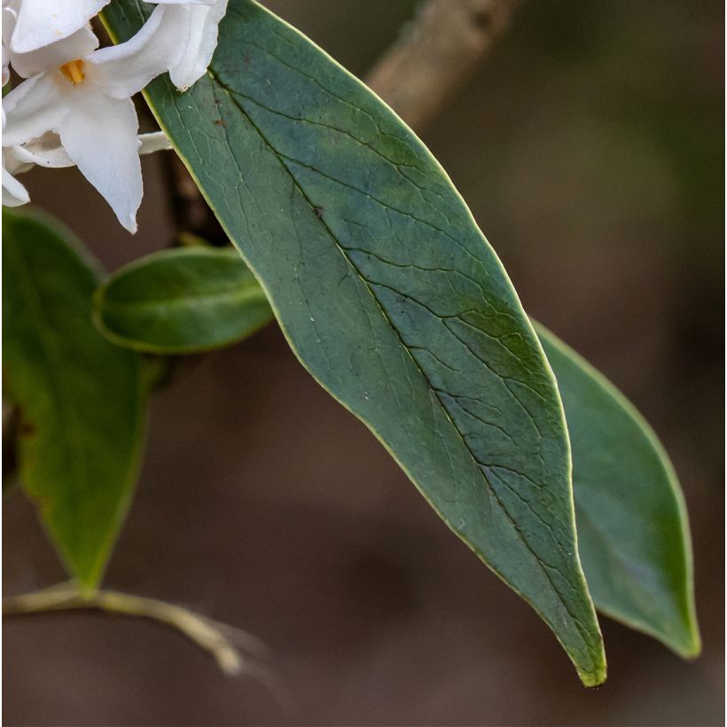 Daphne White Queen (Foliage)