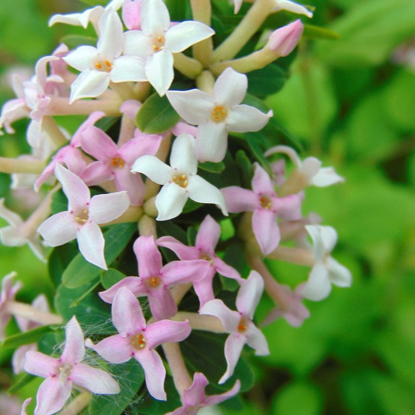 Daphne burkwoodii Somerset (Flowering)