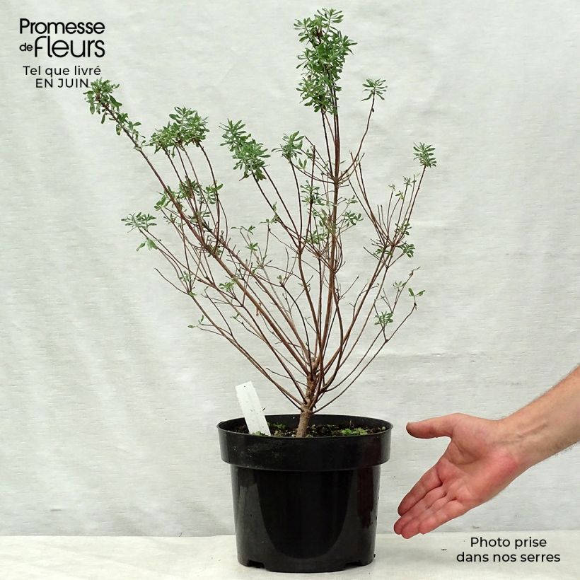 Daphne burkwoodii Somerset 4L/5L pot sample as delivered in summer