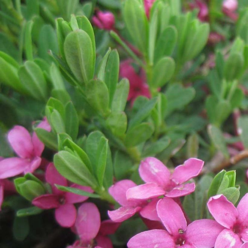 Daphne cneorum (Foliage)