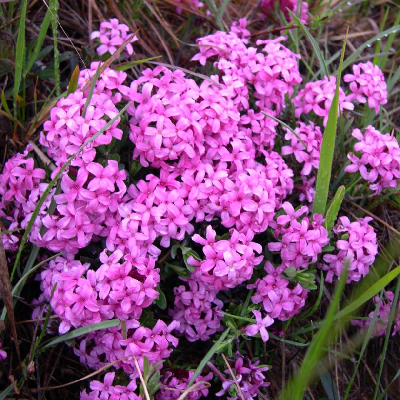 Daphne cneorum (Flowering)