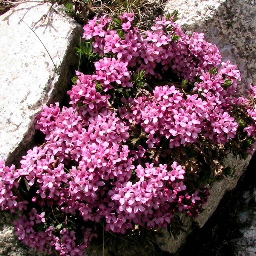 Daphne cneorum (Plant habit)