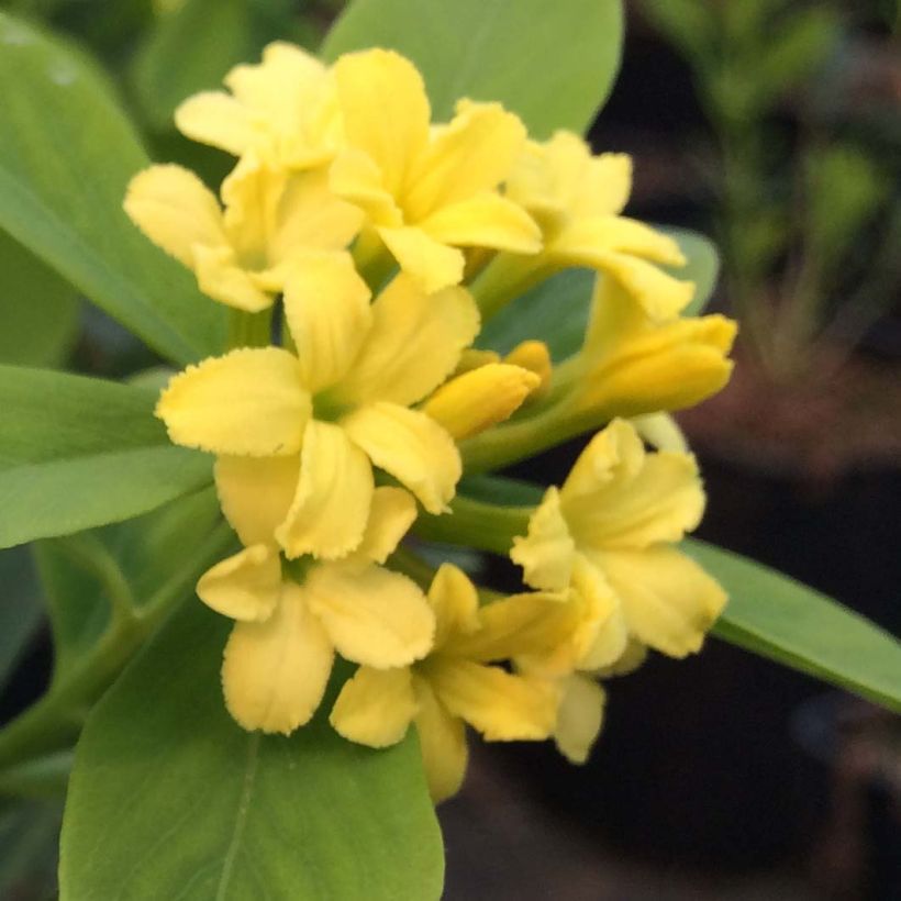 Daphne gemmata Royal Crown (Flowering)