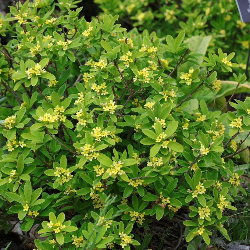 Daphne gemmata Royal Crown (Plant habit)