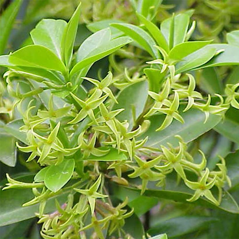 Daphne laureola subsp. philippi (Flowering)