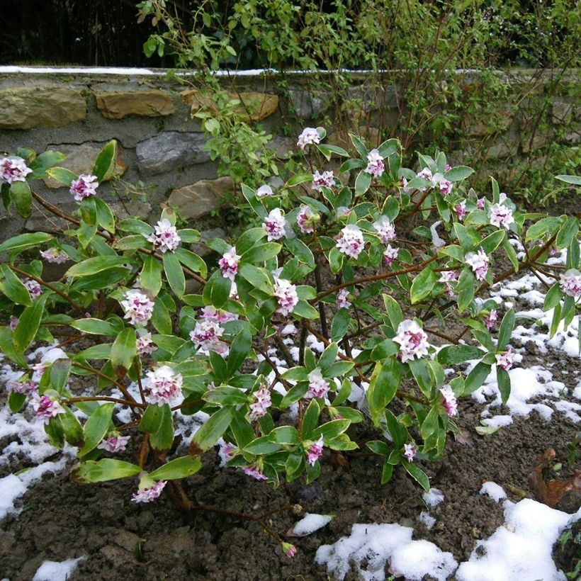 Daphne odora - Fragrant Daphne (Plant habit)