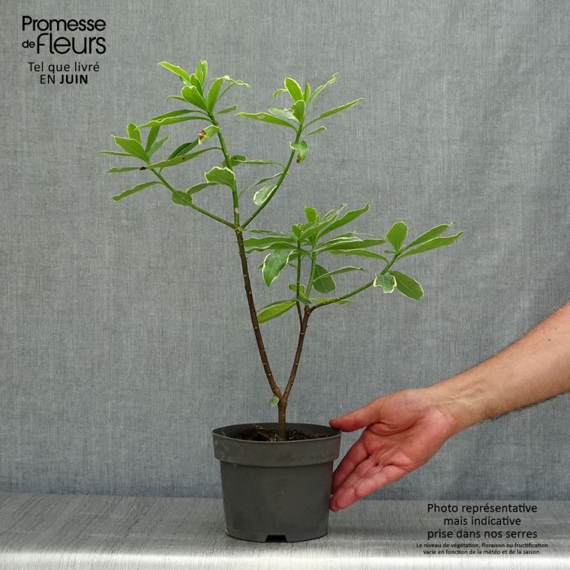 Daphne odora Aureomarginata 2L/3L pot sample as delivered in summer
