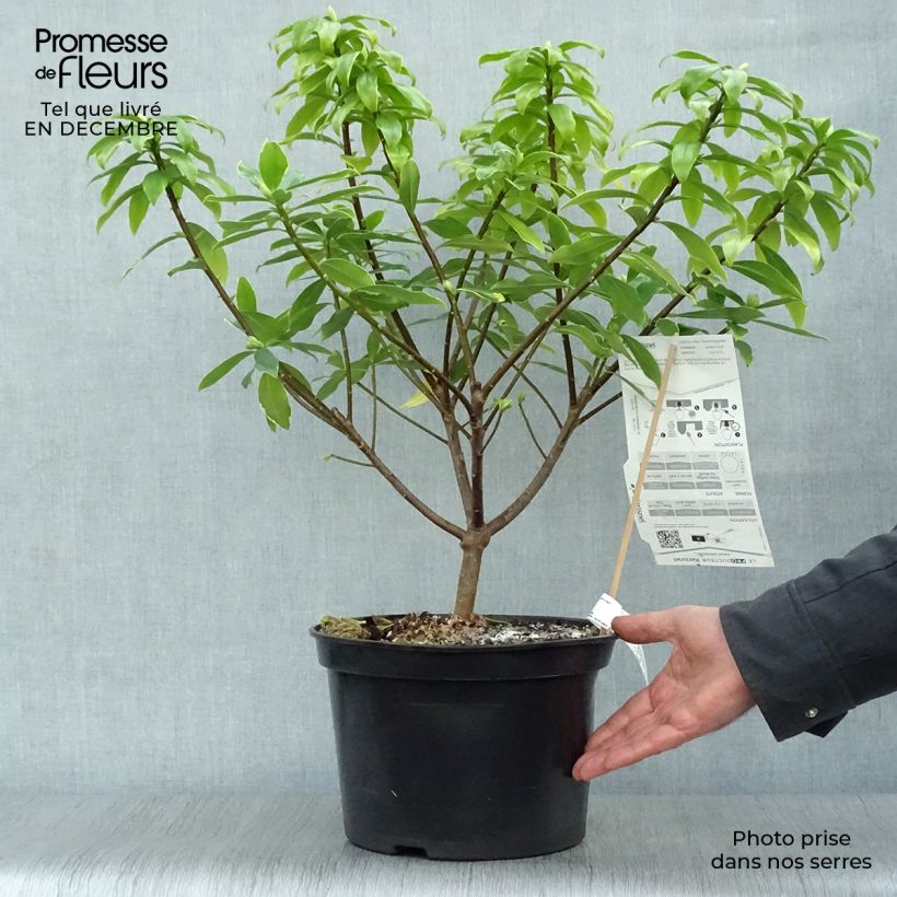 Daphne odora Aureomarginata 7.5L/10L pot sample as delivered in winter