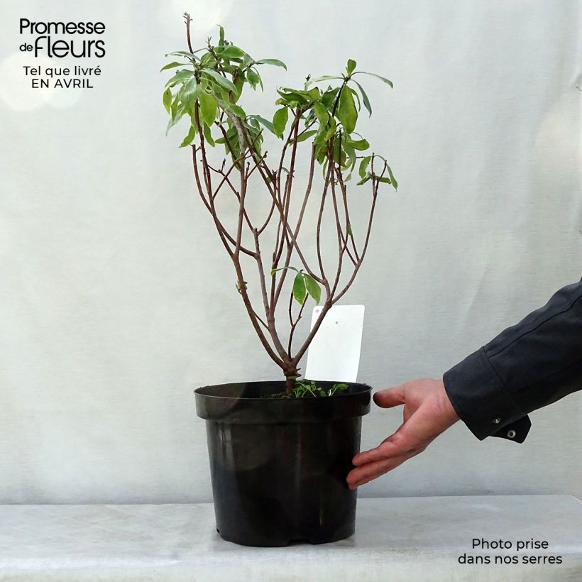Daphne odora Aureomarginata 7.5L/10L pot sample as delivered in spring
