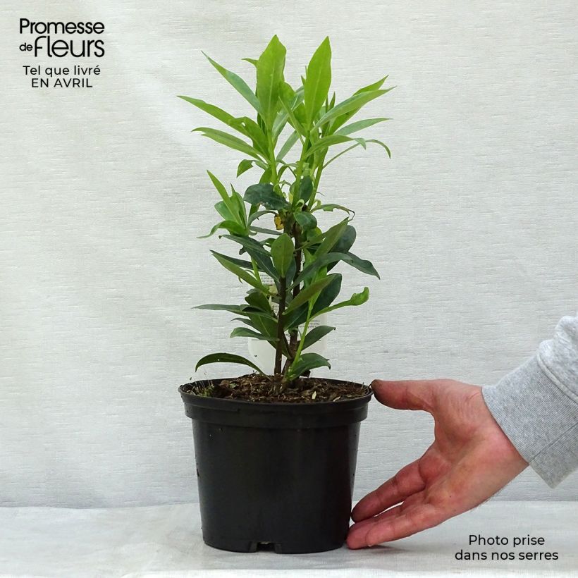 Daphne odora - Fragrant Daphne 1.5L/2L pot sample as delivered in spring