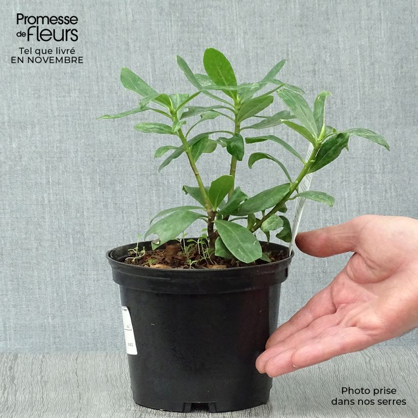Daphne odora - Fragrant Daphne 1.5L/2L pot sample as delivered in autumn
