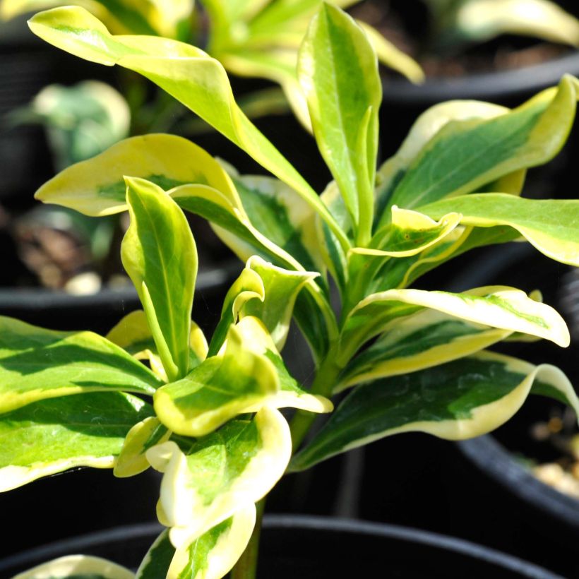 Daphne odora Maejima (Foliage)