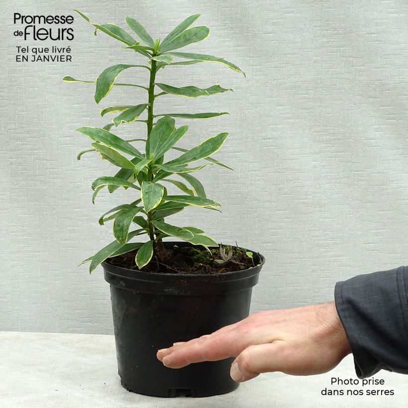 Daphne odora Maejima 2L/3L pot sample as delivered in winter