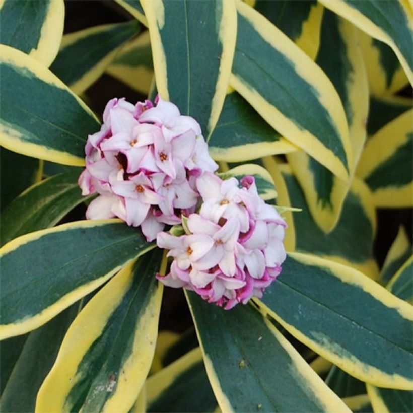 Daphne odora Marianni Rogbret (Flowering)