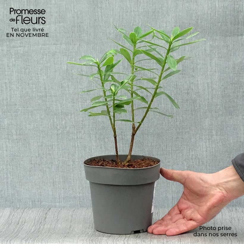 Daphne odora Marianni Rogbret 2L/3L pot sample as delivered in autumn