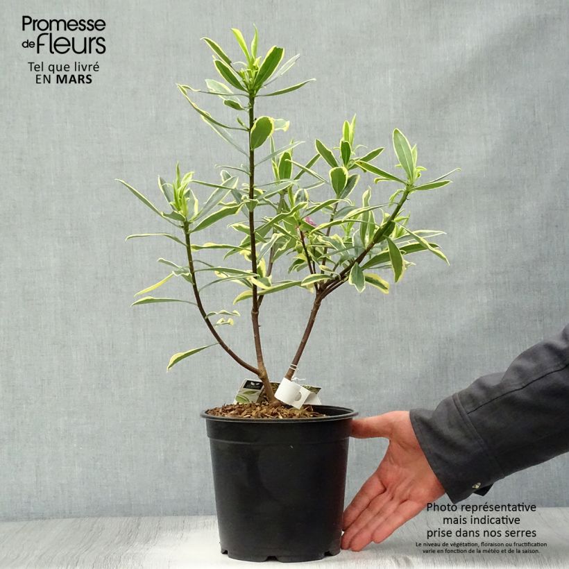 Daphne odora Marianni Rogbret 2L/3L pot sample as delivered in spring