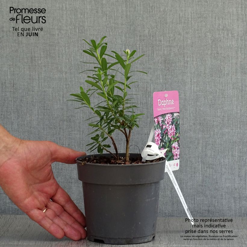 Daphne transatlantica Eternal Fragrance Blafra 2L/3L pot sample as delivered in summer