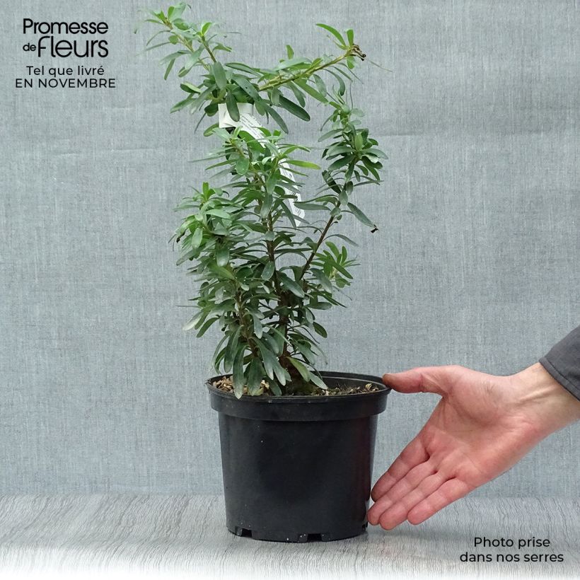 Daphne x bholua Spring Beauty 2L/3L pot sample as delivered in autumn