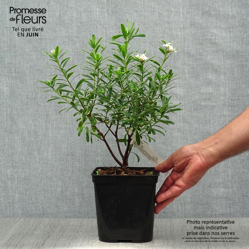 Daphne transatlantica Summer Ice 3L/4L pot sample as delivered in summer