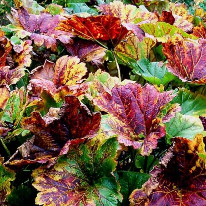 Darmera peltata (Foliage)