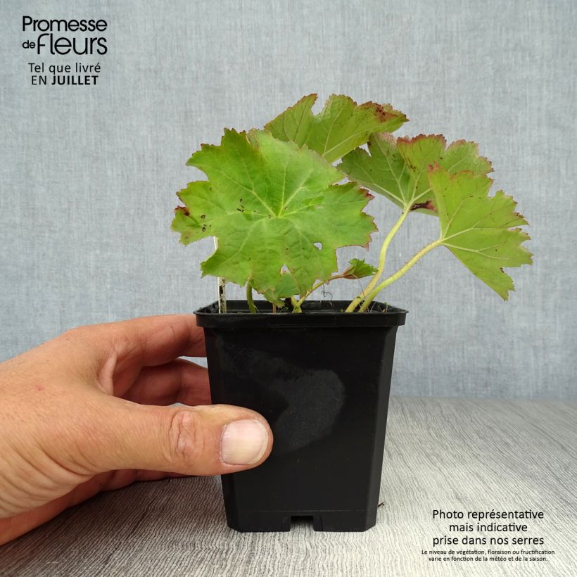 Darmera peltata 8/9 cm pot sample as delivered in summer