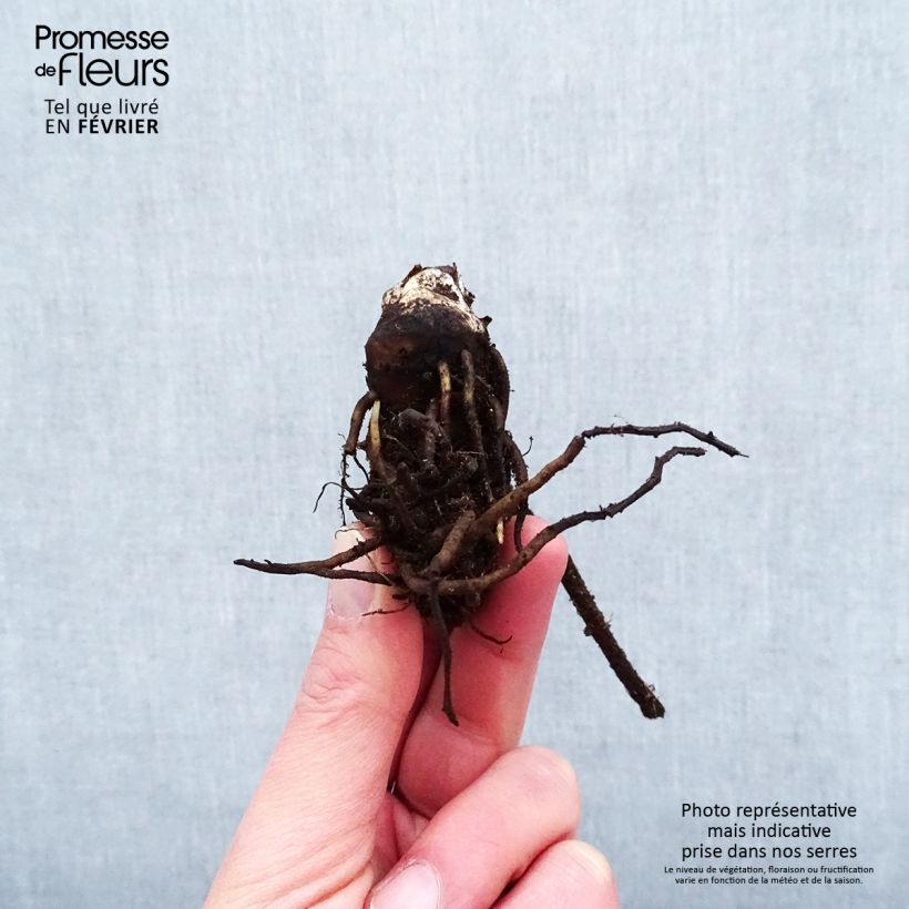 Darmera peltata Bare root sample as delivered in winter