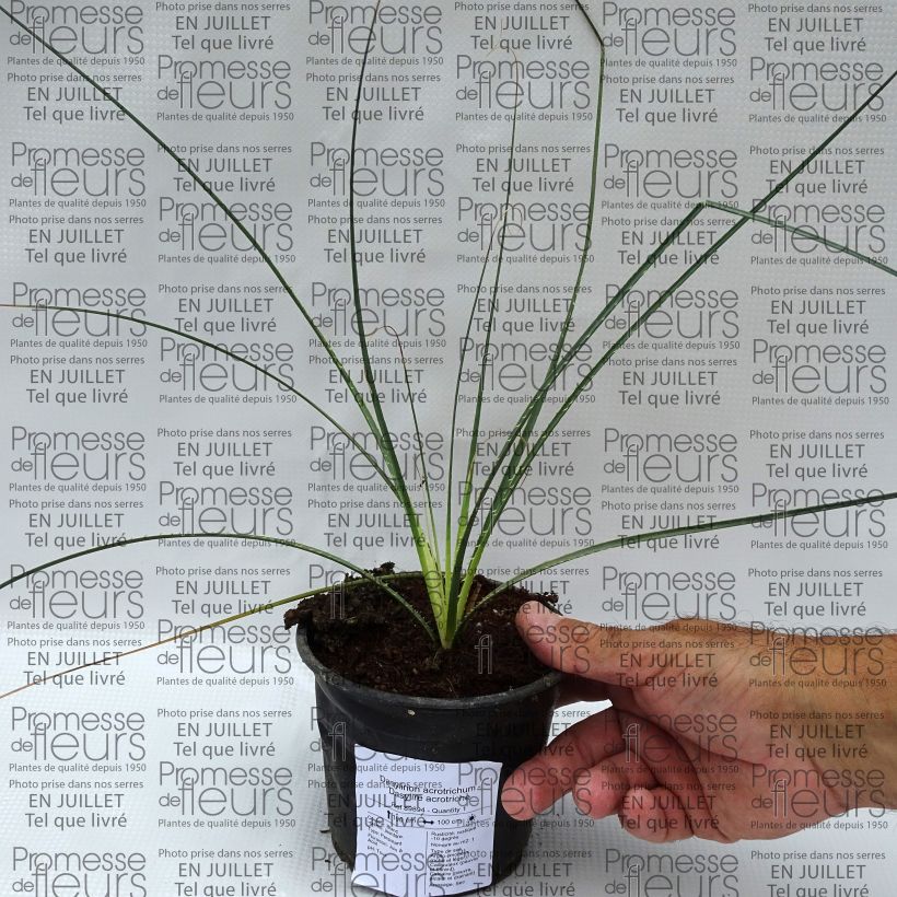 Dasylirion acrotrichum - Sotol 12cm pot sample as delivered in summer