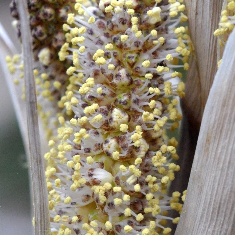 Dasylirion cedrosanum - Sotol (Flowering)