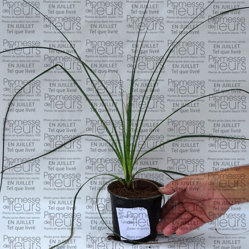 Dasylirion cedrosanum - Sotol 12cm pot sample as delivered in summer