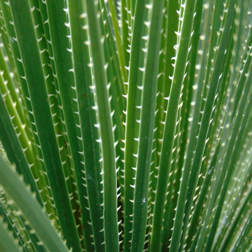 Dasylirion glaucophyllum - Sotol (Foliage)