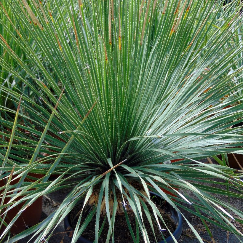 Dasylirion glaucophyllum - Sotol (Plant habit)
