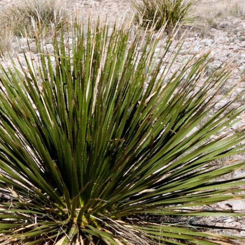 Dasylirion leiophyllum - Sotol (Foliage)