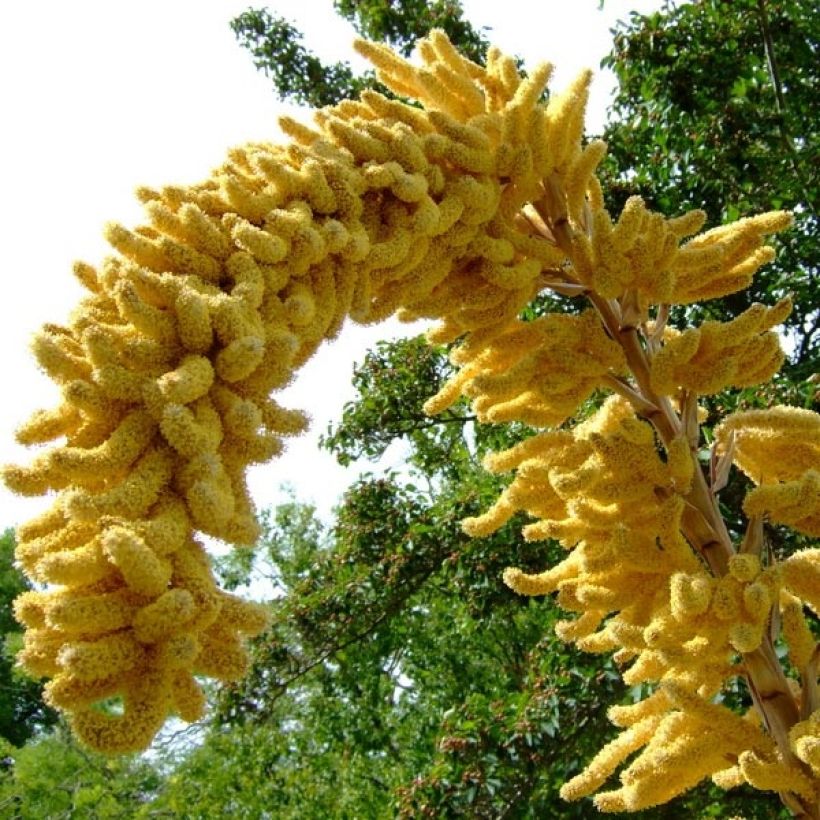 Dasylirion leiophyllum - Sotol (Flowering)
