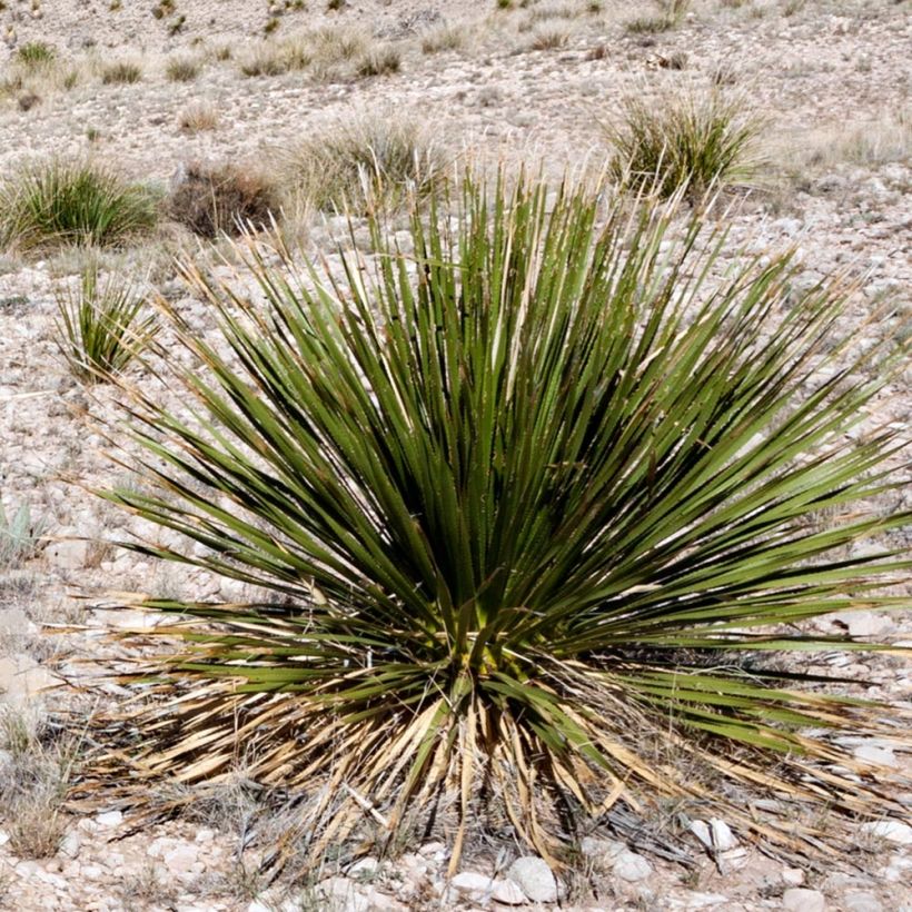 Dasylirion leiophyllum - Sotol (Plant habit)