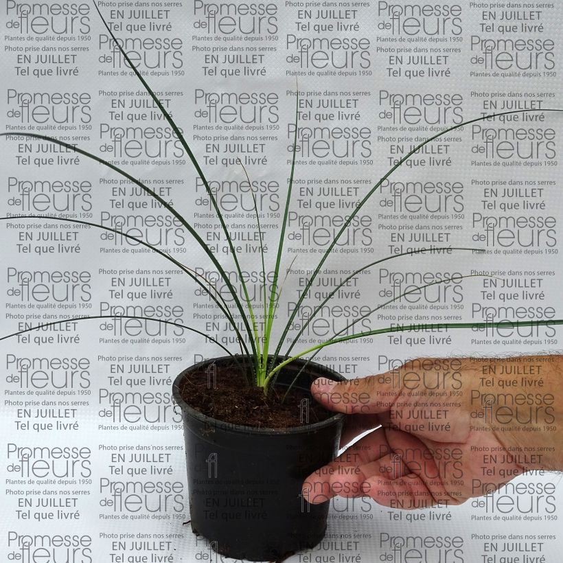 Dasylirion leiophyllum - Sotol 12cm pot sample as delivered in summer