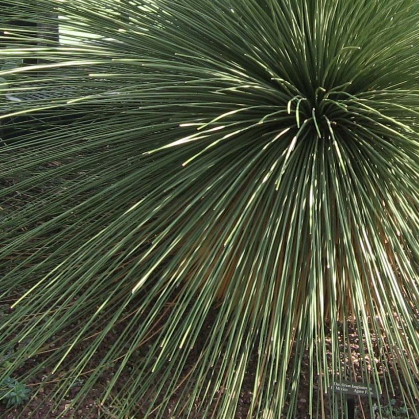 Dasylirion longissimum - Sotol (Foliage)