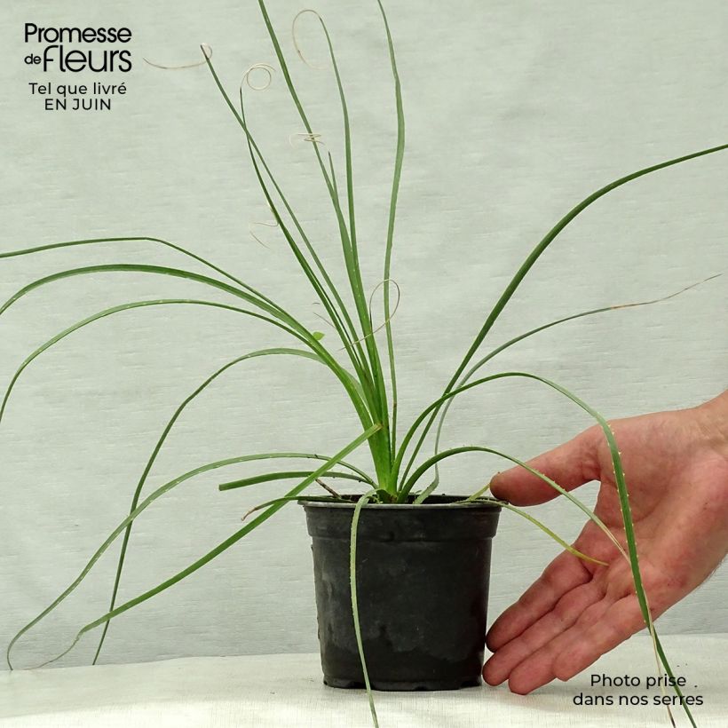 Dasylirion lucidum - Sotol 12cm pot sample as delivered in summer